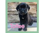 Adopt TOFFEE a Labrador Retriever