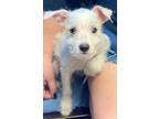 Adopt Baby a Jack Russell Terrier, Terrier