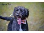 Adopt Gypsy Rose a Wirehaired Terrier, Poodle