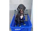 Adopt Rosemary a Pit Bull Terrier