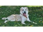 Adopt Maggie a Great Pyrenees