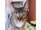 Adopt Jumper - I love other cats!! a Domestic Short Hair