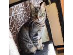 Adopt Simon - Sweet Girl! Great w/ Other Cats! a Domestic Short Hair