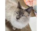 Adopt Akita - The Prettiest Lady <3 Great w/ Other Cats! a Siamese