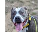 Adopt Ripley a Pit Bull Terrier