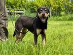 Adopt Lucky a Black - with Tan, Yellow or Fawn Hound (Unknown Type) / Mixed dog