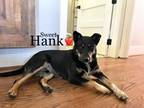 Adopt Hank a Tricolor (Tan/Brown & Black & White) German Shepherd Dog / Mixed