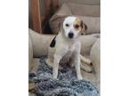 Adopt Louise a Jack Russell Terrier
