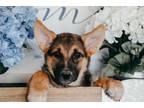 Adopt Bonnie a German Shepherd Dog