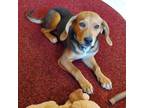 Adopt Vail a Hound, Beagle