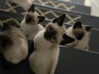 Adorable Siamese Kittens Available For Adoption