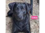 Adopt Lucy a Black Labrador Retriever