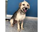 Adopt Fiona a Wirehaired Terrier