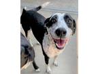 Adopt Valley a Black Australian Cattle Dog / Mixed dog in Taylorsville