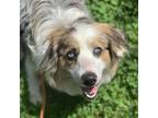 Adopt Paisley a Australian Shepherd / Cardigan Welsh Corgi / Mixed dog in Rocky