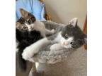 Adopt Pageau & Romy a Tabby