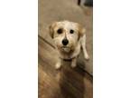 Adopt Maple a White - with Tan, Yellow or Fawn Jack Russell Terrier / Mixed dog