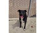 Adopt Meena a Black American Pit Bull Terrier / Mixed dog in Silver Springs