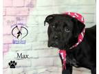 Adopt Max a Mastiff