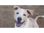 Adopt Kinsey a Pit Bull Terrier
