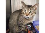 Adopt LORD CROMBLY - Such a Loving Guy a Domestic Short Hair, Tabby