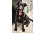 Adopt 24267 a Black Labrador Retriever