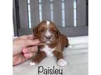 Paisley-toy/petite mini