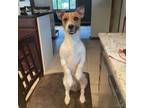 Adopt Mighty Mr. Milo a Jack Russell Terrier