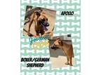 Adopt Apollo a Boxer, German Shepherd Dog