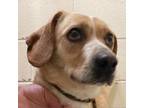 Adopt Boombox a Mixed Breed