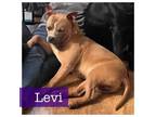 Adopt Levi a American Staffordshire Terrier