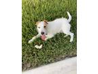 Adopt Arlo a Parson Russell Terrier