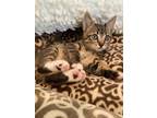 Adopt Tiger Baby Male Text [phone removed] Bonded a Tabby, American Shorthair