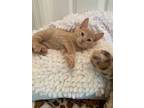 Adopt Baby Pumpkin Male Text [phone removed] Bonded a American Shorthair, Tabby