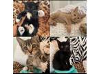 Adopt Baby Litter Mates Text [phone removed] a American Shorthair