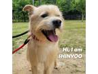 Adopt Jin (Shinyoo) a Terrier, Jindo
