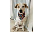 Adopt Chingy a Labrador Retriever, Jack Russell Terrier