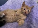 Adopt Albe (Sully Litter) a Domestic Short Hair