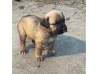 Cane Corso Puppy for sale in Latonia, KY, USA