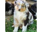 Australian Shepherd Puppy for sale in Lemoore, CA, USA