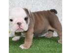 Bulldog Puppy for sale in Gatesville, TX, USA