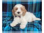 Cockapoo PUPPY FOR SALE ADN-615492 - Henry