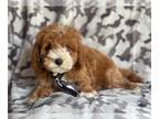 Cockapoo PUPPY FOR SALE ADN-615494 - Isaac
