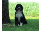 Bernedoodle PUPPY FOR SALE ADN-615591 - Born on Valentines Day