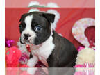 Boston Terrier PUPPY FOR SALE ADN-615404 - Jet