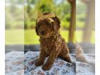 Poodle (Miniature) PUPPY FOR SALE ADN-615386 - Mini poodles AKC