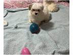 Poodle (Toy)-Yorkshire Terrier Mix PUPPY FOR SALE ADN-615294 - YorkiePoo Puppies