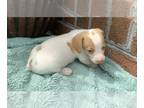 Dachshund PUPPY FOR SALE ADN-615258 - Miniature dachshund