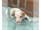 Dachshund PUPPY FOR SALE ADN-615264 - Miniature dachshund