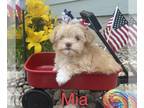 Havanese PUPPY FOR SALE ADN-615459 - Mia a red chocolate sable was born April